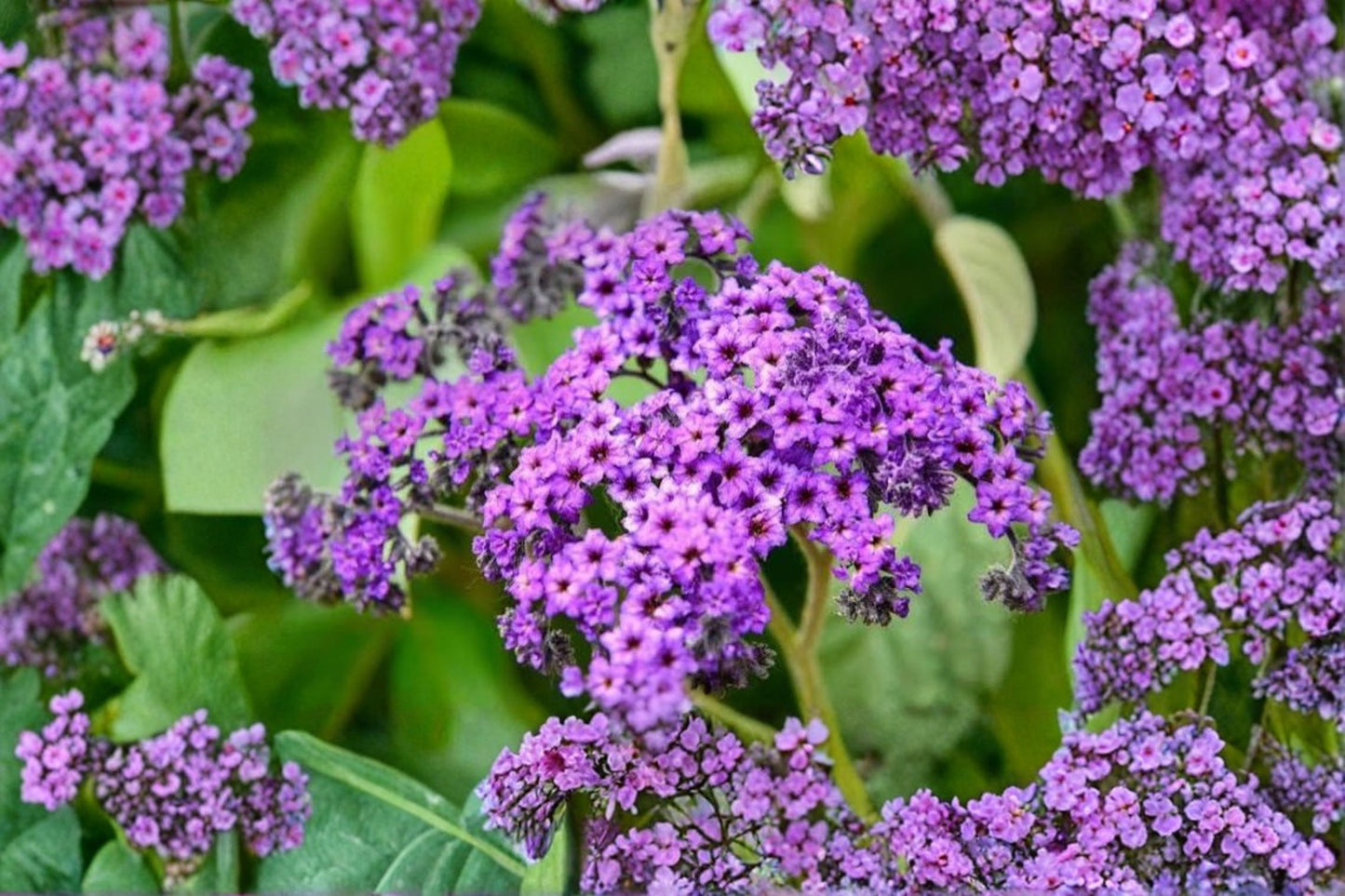 Heliotrope 'Fragrant Delight' Live Plants – 2 Pack – 4–6" Tall – Heliotropium arborescens