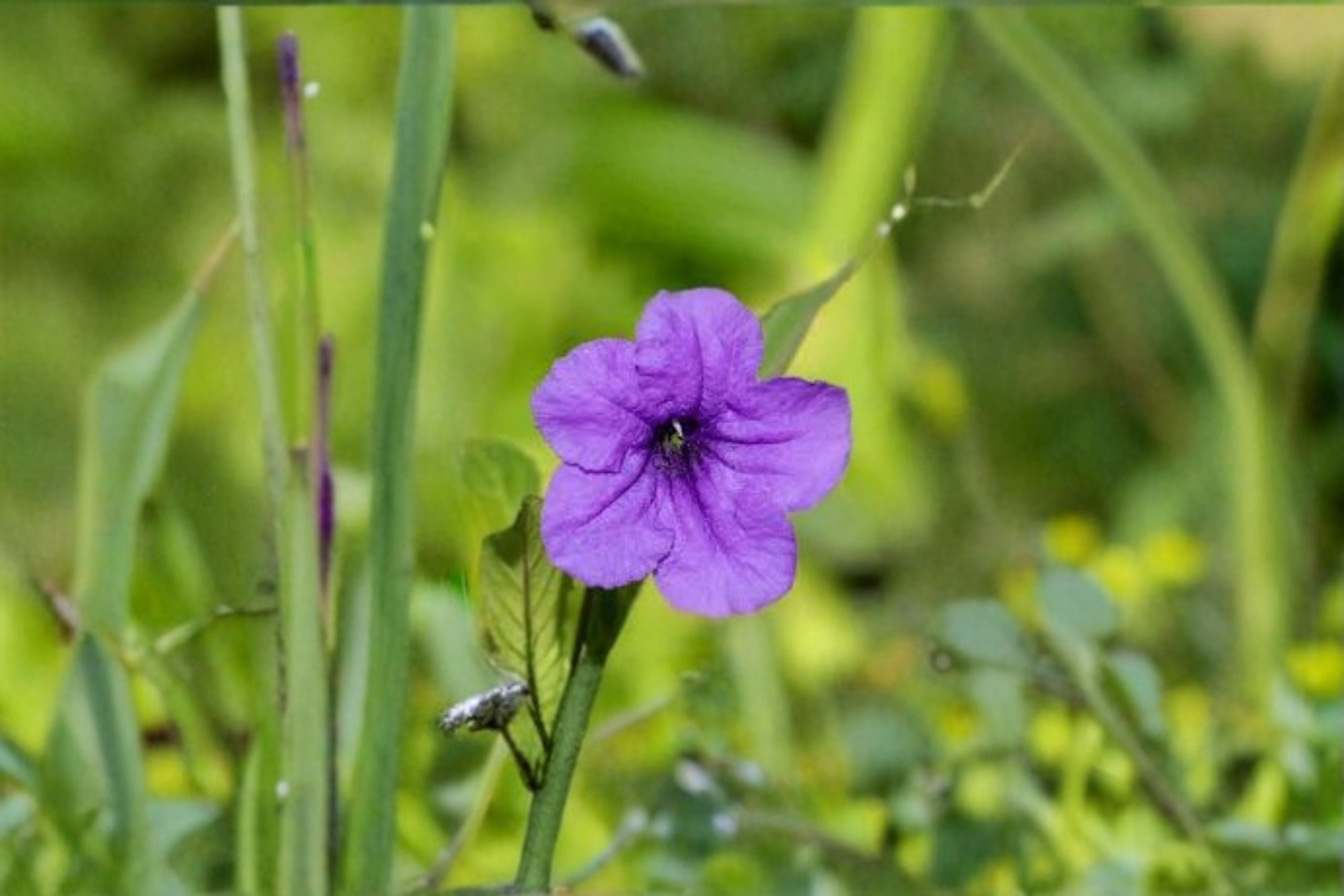 Wild Petunia Live Plant Clump – Lavender Ruellia Ground Cover
