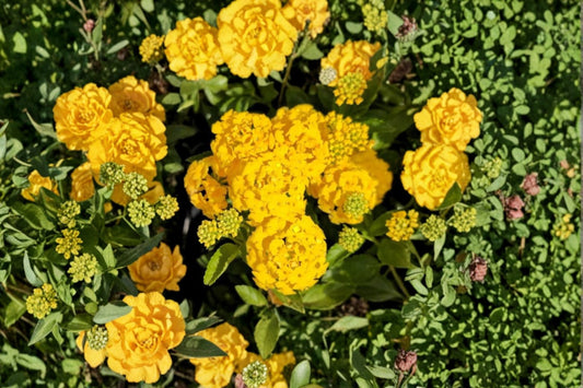 Gold Lantana Live Plant | Yellow Flowering Lantana | 1 Gallon Potted Plant | Trailing Groundcover | Heat Loving Garden Plant | Full Sun