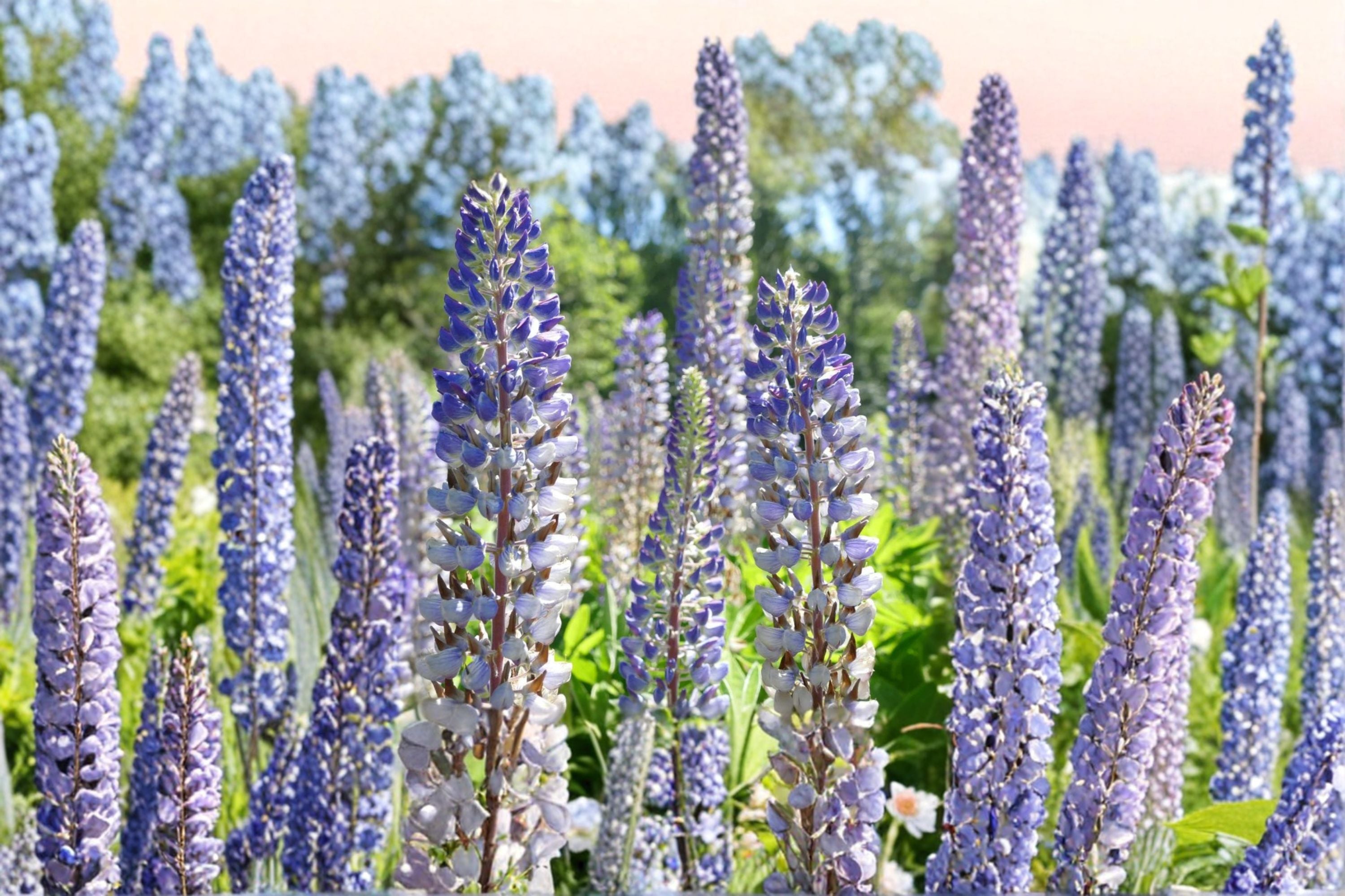 Large Leaf Lupine Seeds Lupinus Polyphyllus Purple Blue Perennial Flower Tall Garden Plant Ornamental Wildflower 20 Seeds