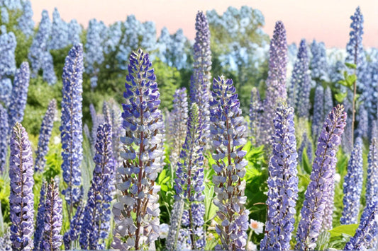 Large Leaf Lupine Seeds Lupinus Polyphyllus Purple Blue Perennial Flower Tall Garden Plant Ornamental Wildflower 20 Seeds