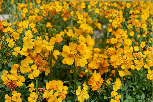 Glow Coral Wallflower 2 Live Plugs – 3–4" Tall – Erysimum – Zones 6–9