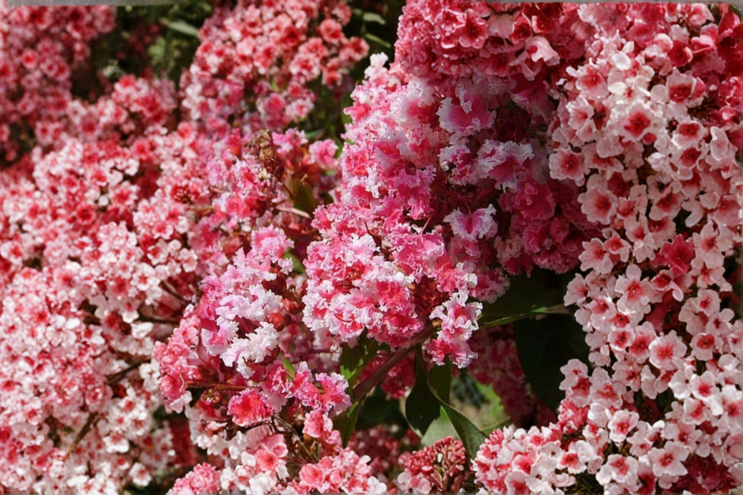 Peppermint Lace Crape Myrtle Live Plant – 8–12" Tall – 4" Pot – Pink & White Flowering Tree