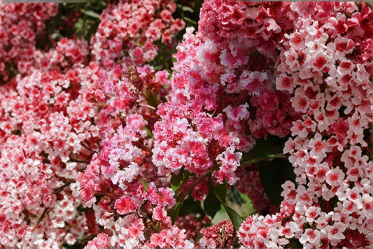 Peppermint Lace Crape Myrtle Live Plant – 8–12" Tall – 4" Pot – Pink & White Flowering Tree