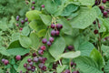 Serviceberry 8 Cuttings – Amelanchier