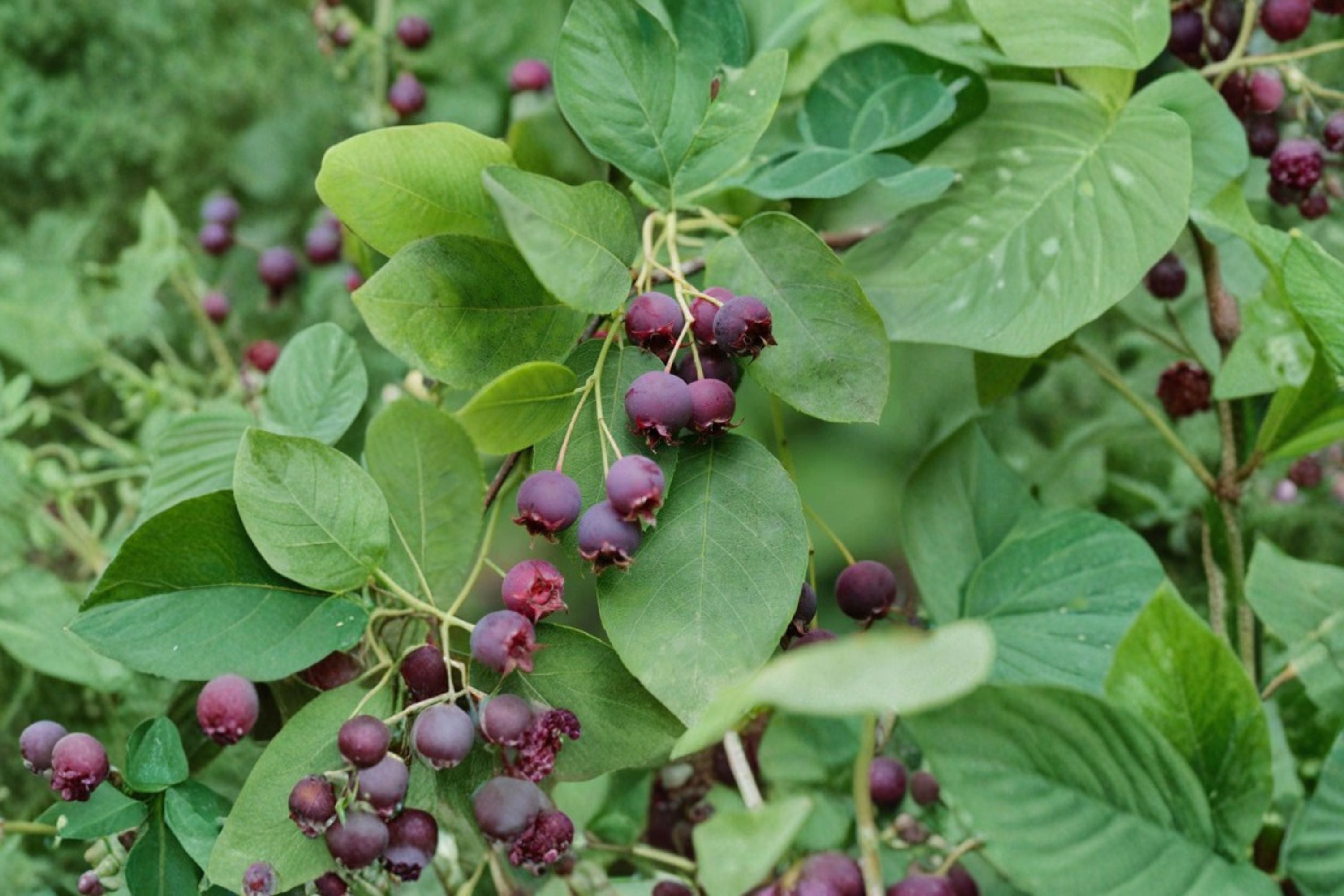Serviceberry 8 Cuttings – Amelanchier