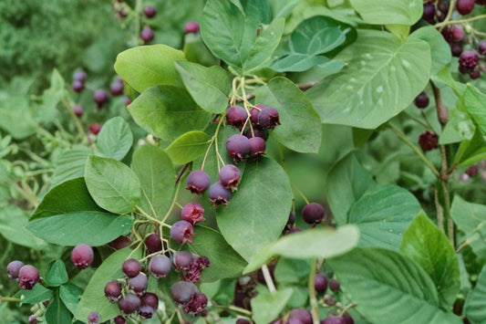 Serviceberry 8 Cuttings – Amelanchier