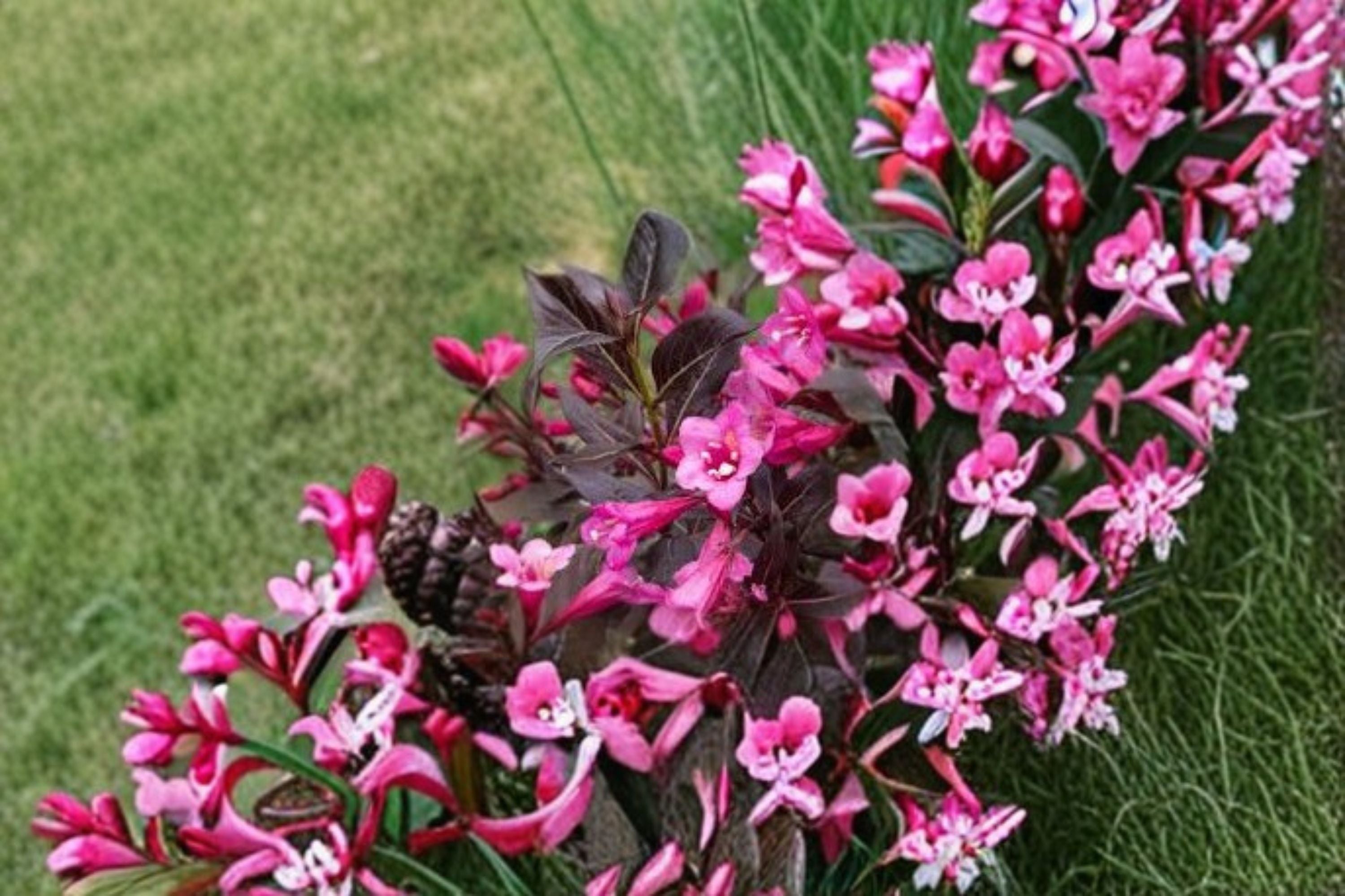 Mixed Weigela Live Shrub – Random Color Flowering Bush