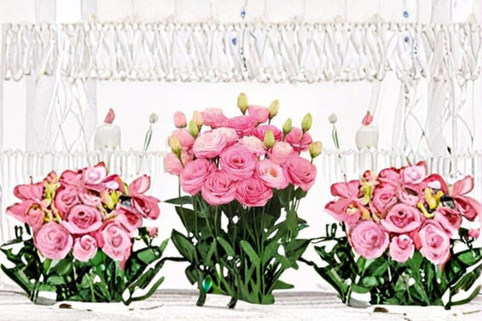 Lisianthus Rosita 1 Plant – Eustoma grandiflorum