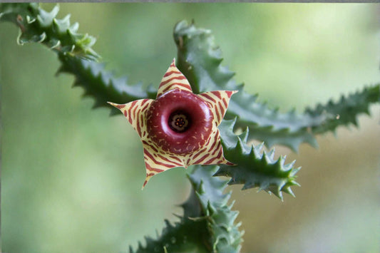 Huernia zebrina 3 Offsets – Huernia zebrina