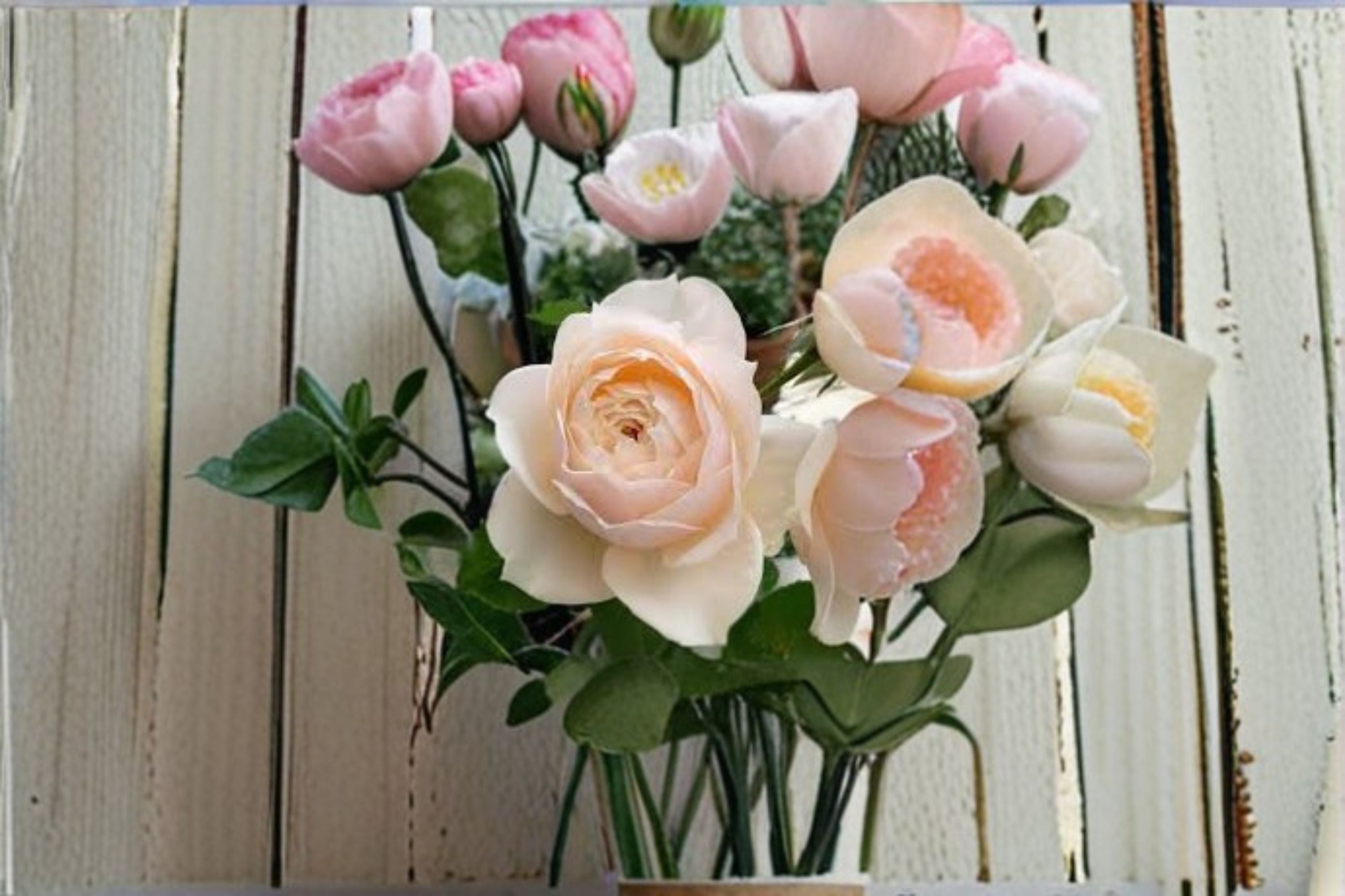 Totoro Rose Live Plant – Cream Apricot Austin Style Rose