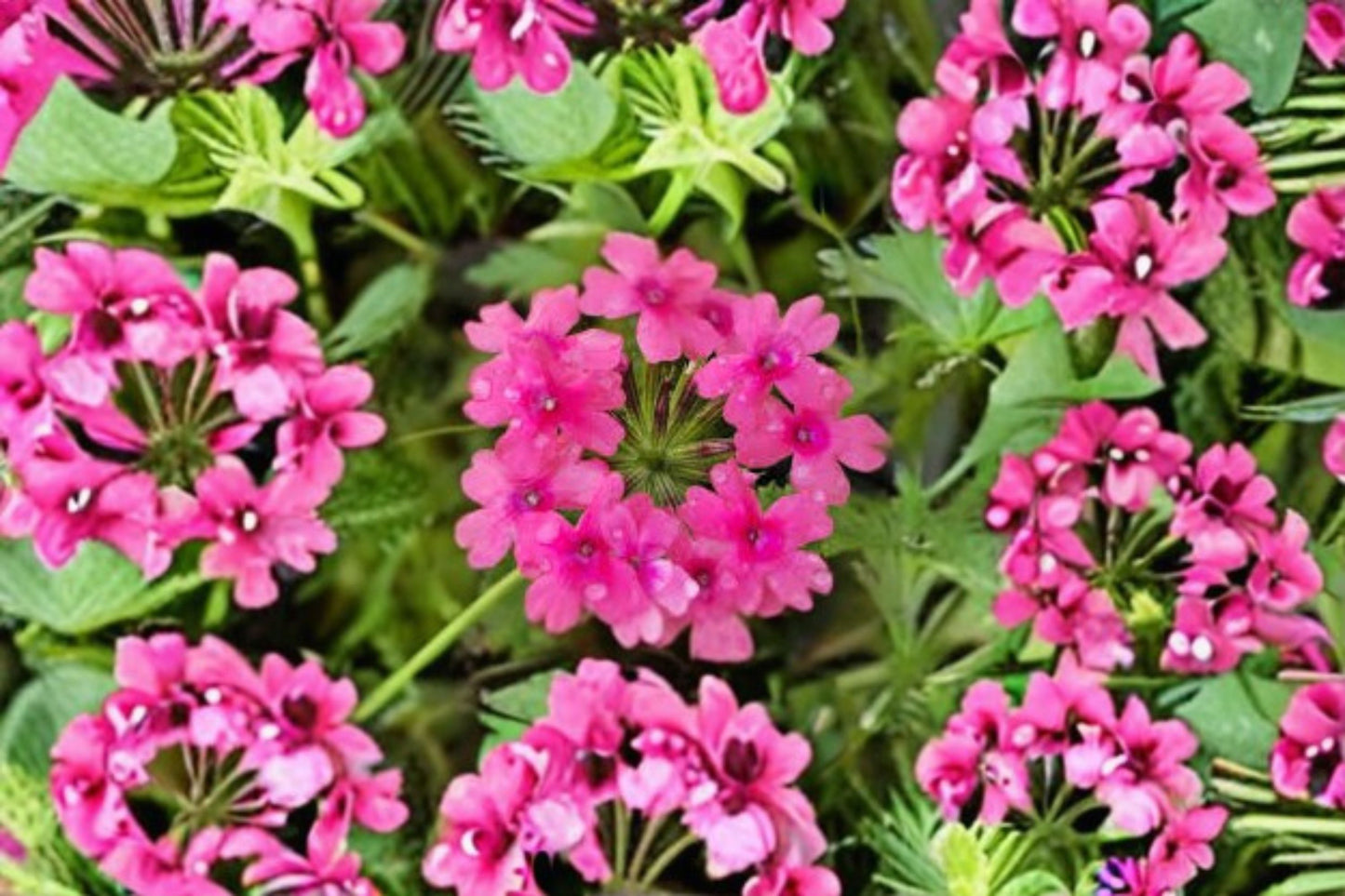 Pink Verbena canadensis Live Plant – 4–5" Tall – No Pot – Verbena canadensis