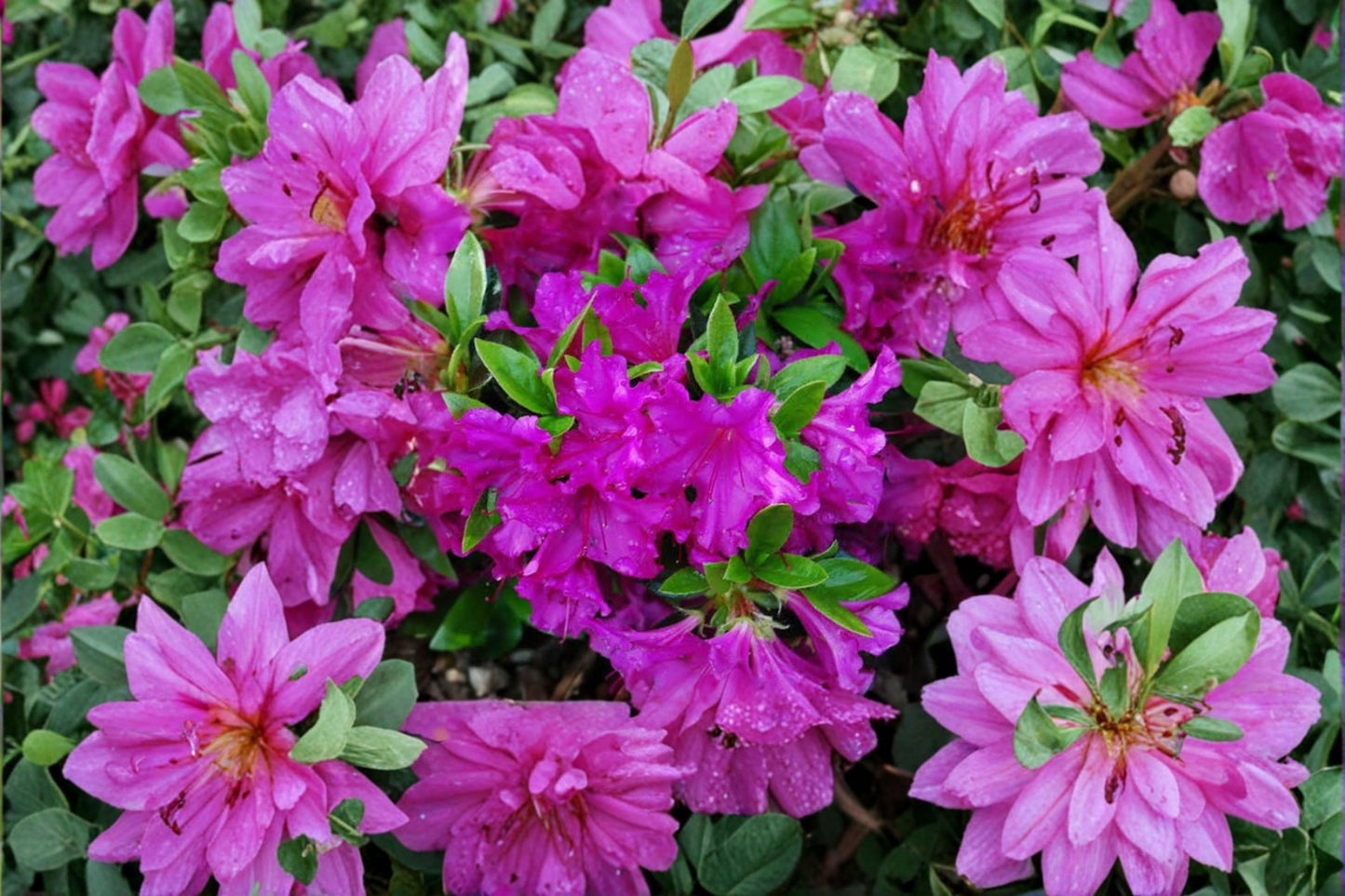 Purple Azalea Live Plant – 10" Tall – 4 Inch Pot – Flowering Shrub – Rhododendron spp.
