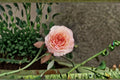 Yves Rose Live Plant – Fragrant Japanese Repeat Blooming Rose