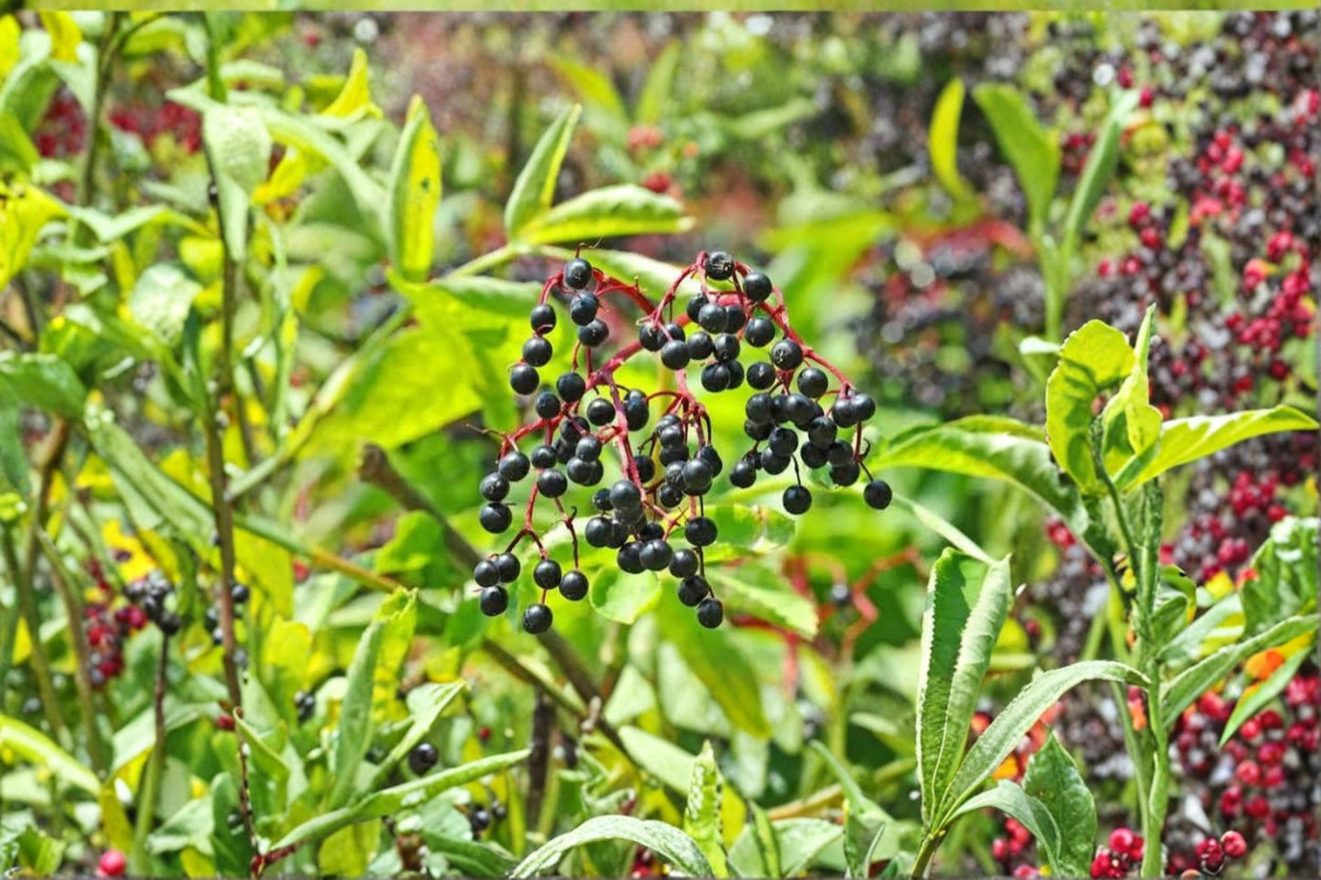 Elderberry Live Plant – 12" Tall – 1 Qt Pot – Sambucus canadensis
