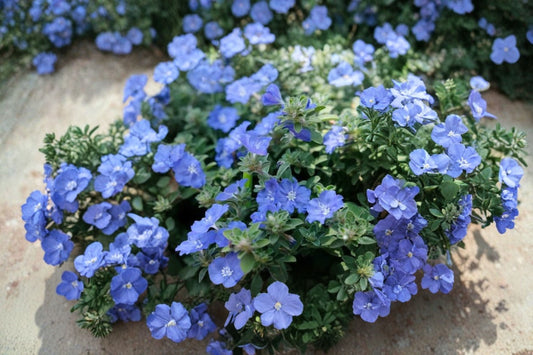 Beach Bum Blue Evolvulus 3 Live Plants – 4" Pots – Evolvulus glomeratus