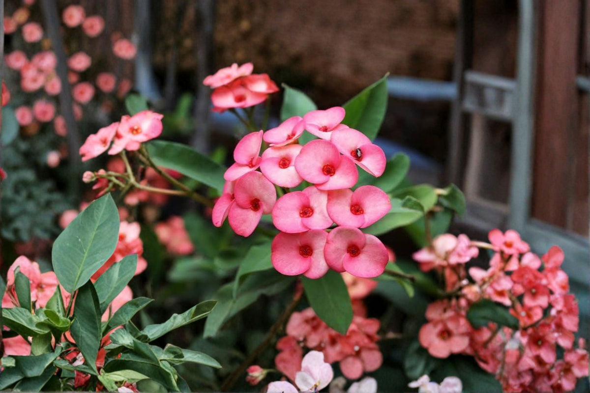 Coral Pink Crown of Thorns Cutting | Euphorbia milii | 1 Live Flowering Succulent Cutting | Pink Bracts | Tropical Plant Propagation