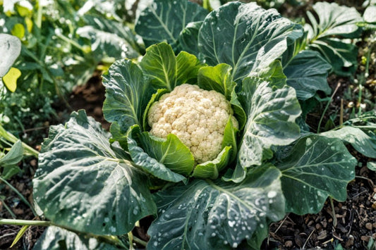3 Live Cauliflower Plants – 5–8" Tall – Vegetable Garden Seedlings