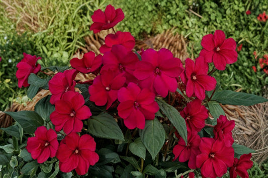 SunPatiens Compact Royal Magenta 4 Live Plugs – Magenta-Red Blooms