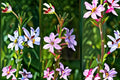 Winged Loosestrife Seeds Lythrum alatum Pink Wildflower Seeds Native Perennial Garden Planting 1000 Seeds