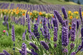 Blue Spear Lavender 1 Plant – Lavandula angustifolia