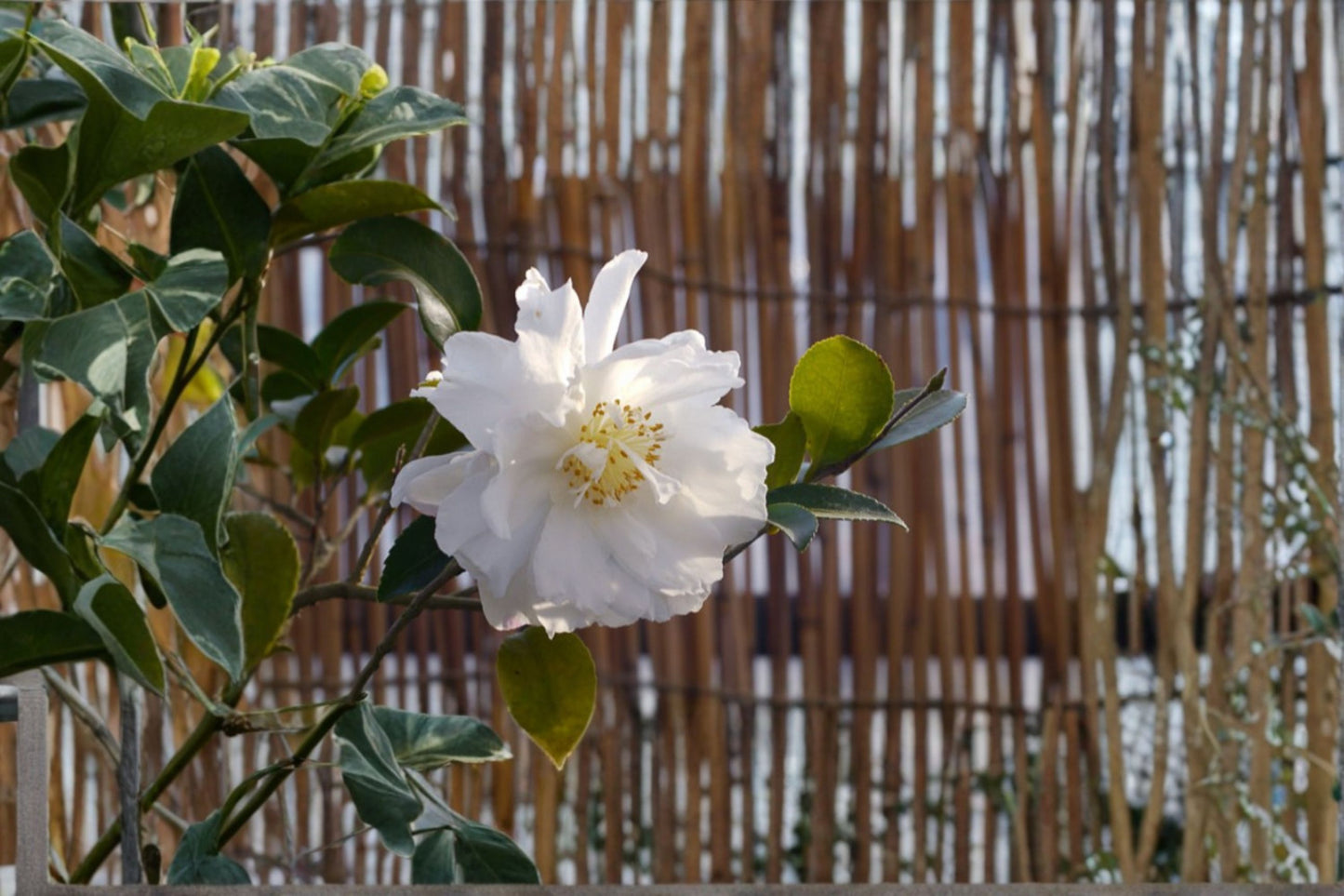 Chisato-no-Aki Camellia Japonica Live Starter Plant – Camellia japonica 'Chisato-no-Aki'