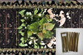 Hybrid Poplar 20 Cuttings – Populus OP-367