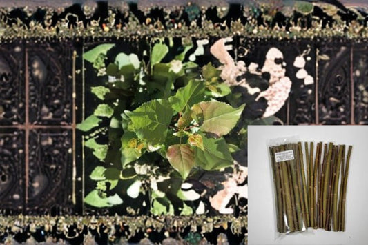Hybrid Poplar 20 Cuttings – Populus OP-367