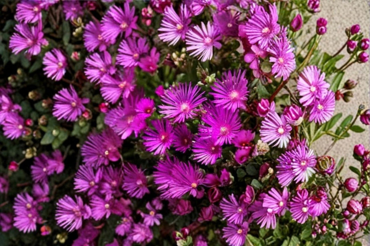 30 Ice Plant Cuttings | Delosperma cooperi | Magenta Hardy Ice Plant | 5-6 Inch Ground Cover Cuttings | Rooting Propagation | No Flowers