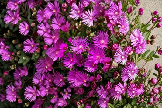 30 Ice Plant Cuttings | Delosperma cooperi | Magenta Hardy Ice Plant | 5-6 Inch Ground Cover Cuttings | Rooting Propagation | No Flowers