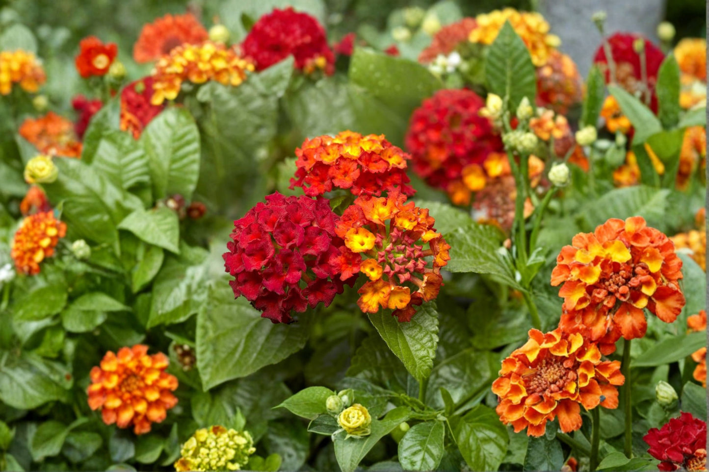 2 Dallas Red Lantana Live Plants – 4–6" Tall – No Pot – Lantana camara