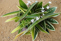 Spider Plant Variegated 1 Plant – Chlorophytum comosum