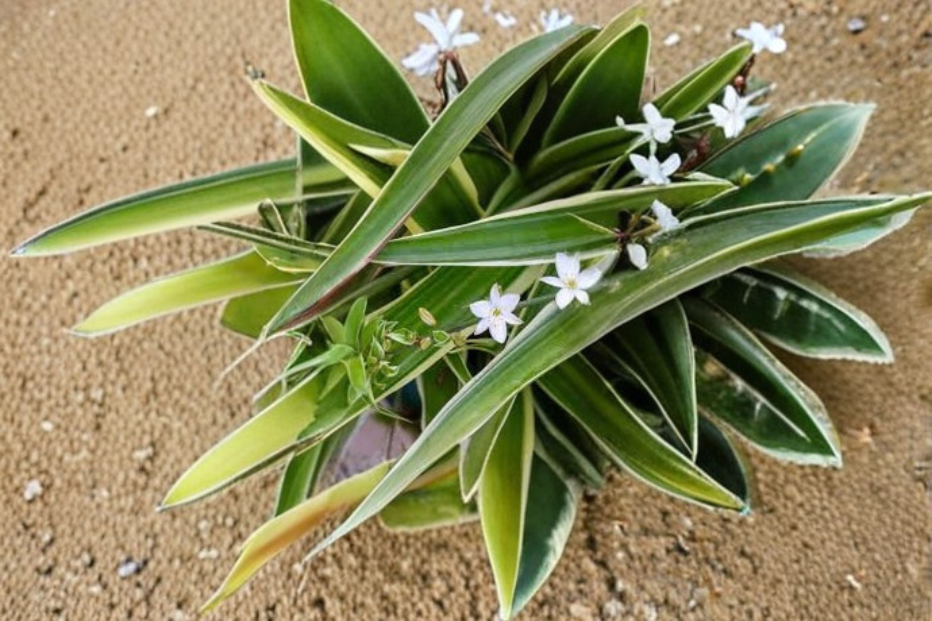 Spider Plant Variegated 1 Plant – Chlorophytum comosum