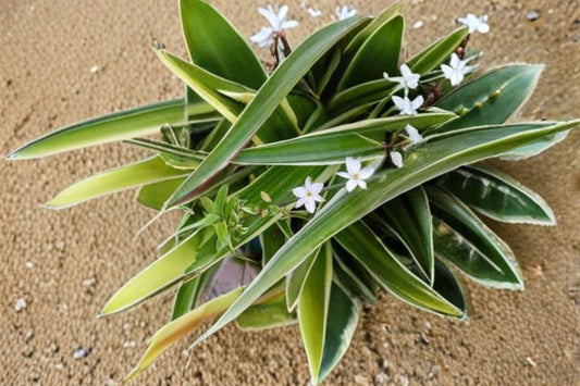 Spider Plant Variegated 1 Plant – Chlorophytum comosum