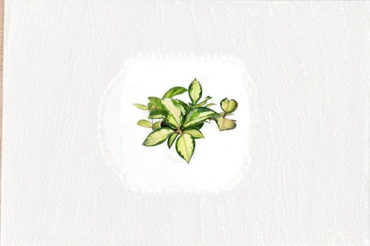 branch_8699
