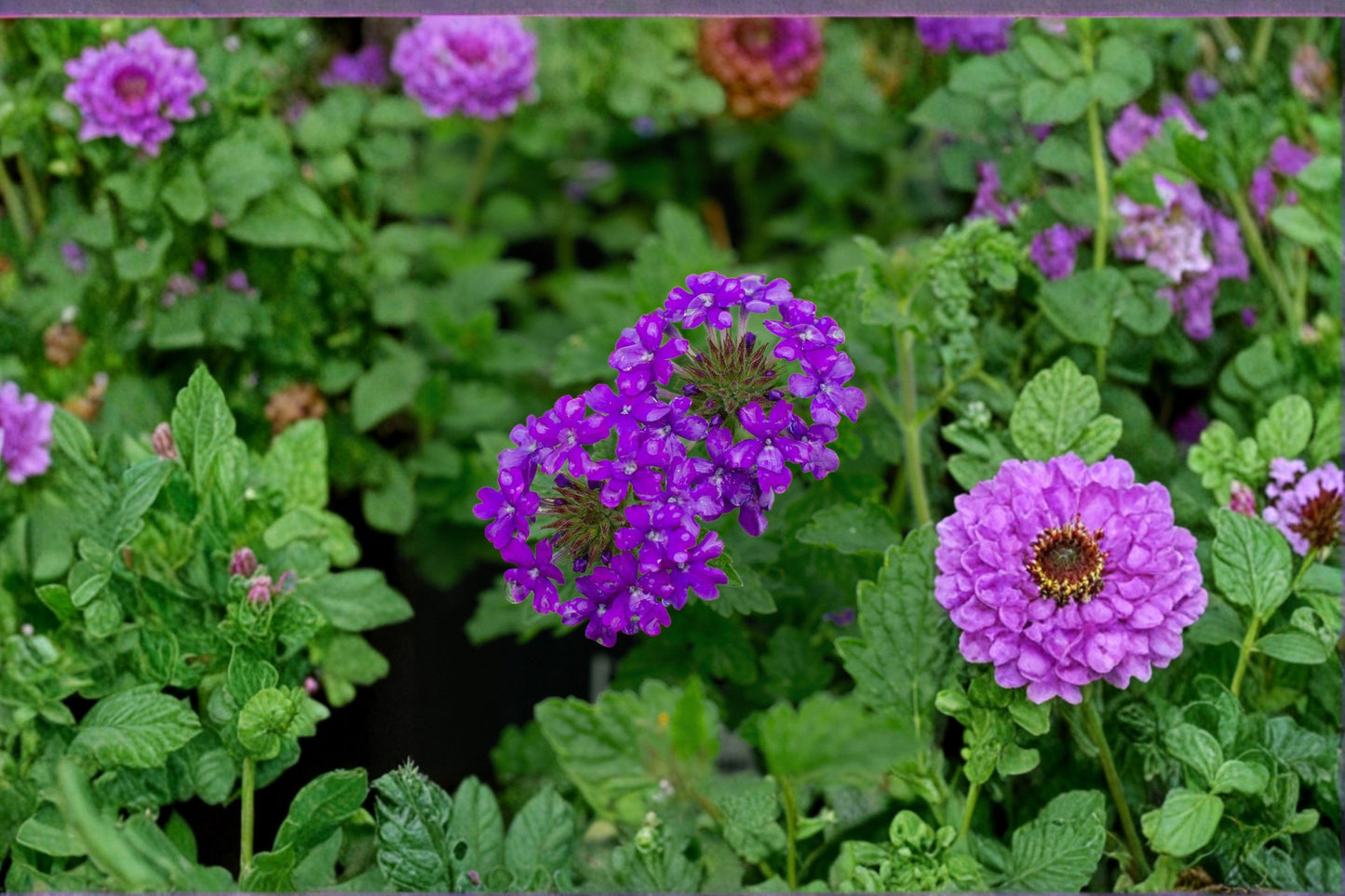 Light Lavender Verbena Live Plant – 4–5" Tall – No Pot – Verbena canadensis 'Light Lavender'