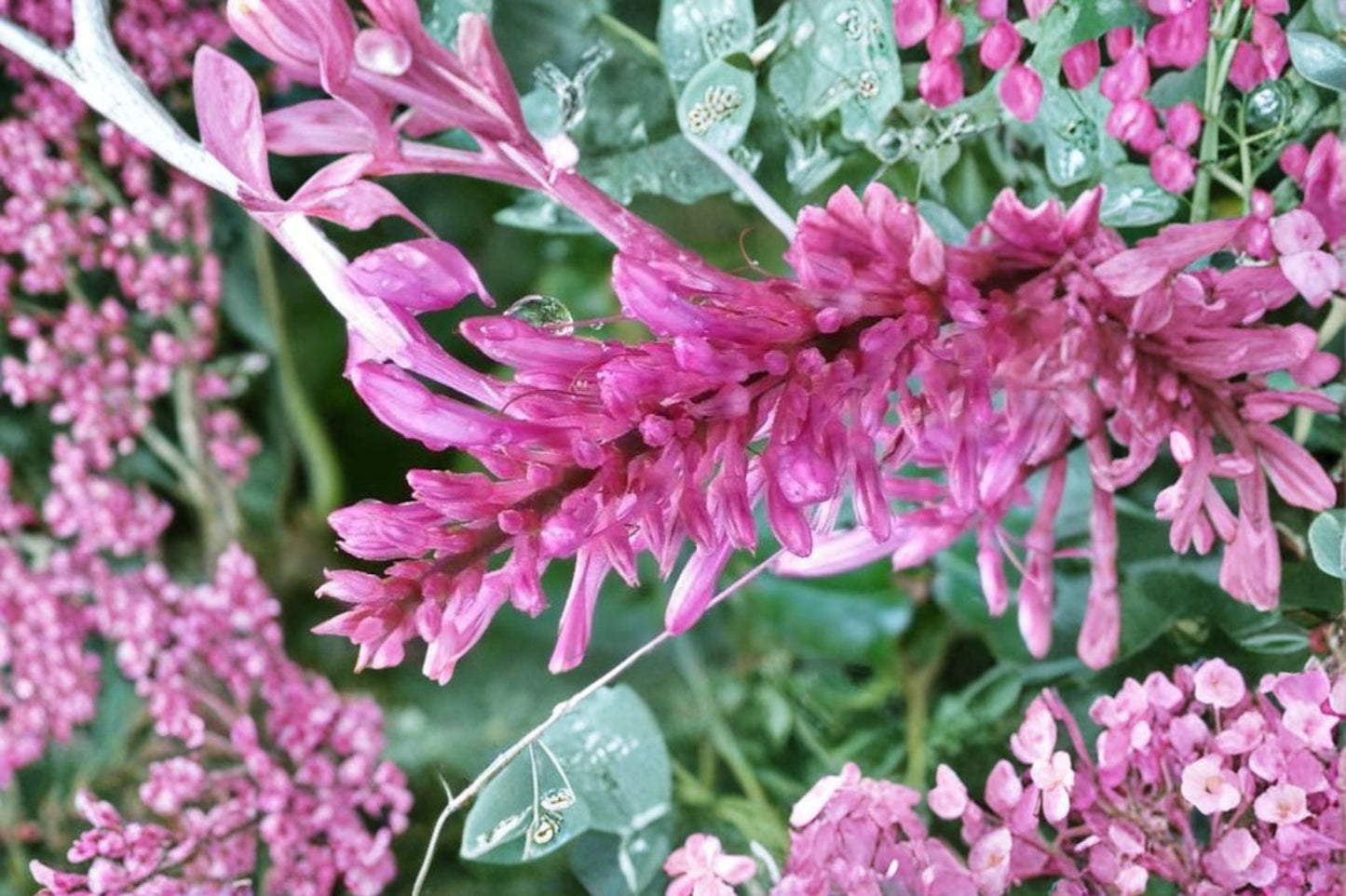 Purple Firespike Live Plant – 5" Pot – Tropical Flowering Plant – Odontonema spp.