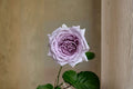 Noble Shine Rose Live Plant – Japanese Own Root Cut Rose