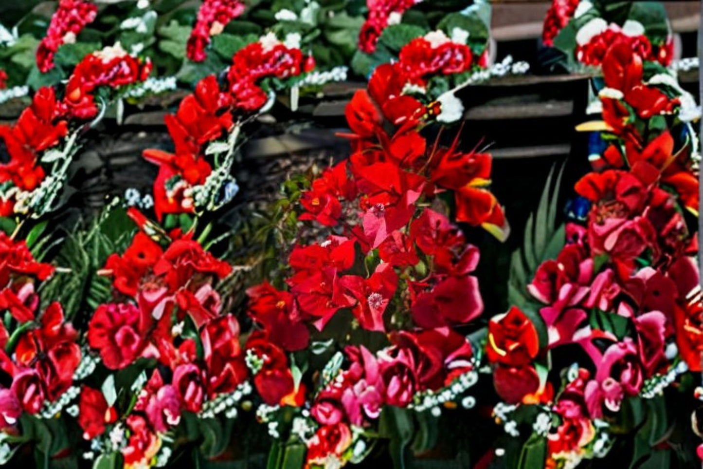 2 Red Bougainvillea Live Plants – 4–8" Tall – Flowering Tropical Vine – Bougainvillea spp.
