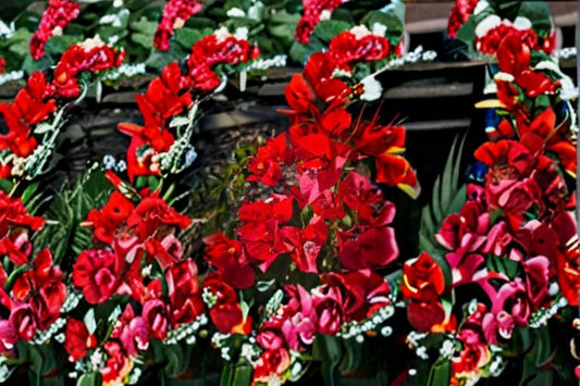 2 Red Bougainvillea Live Plants – 4–8" Tall – Flowering Tropical Vine – Bougainvillea spp.