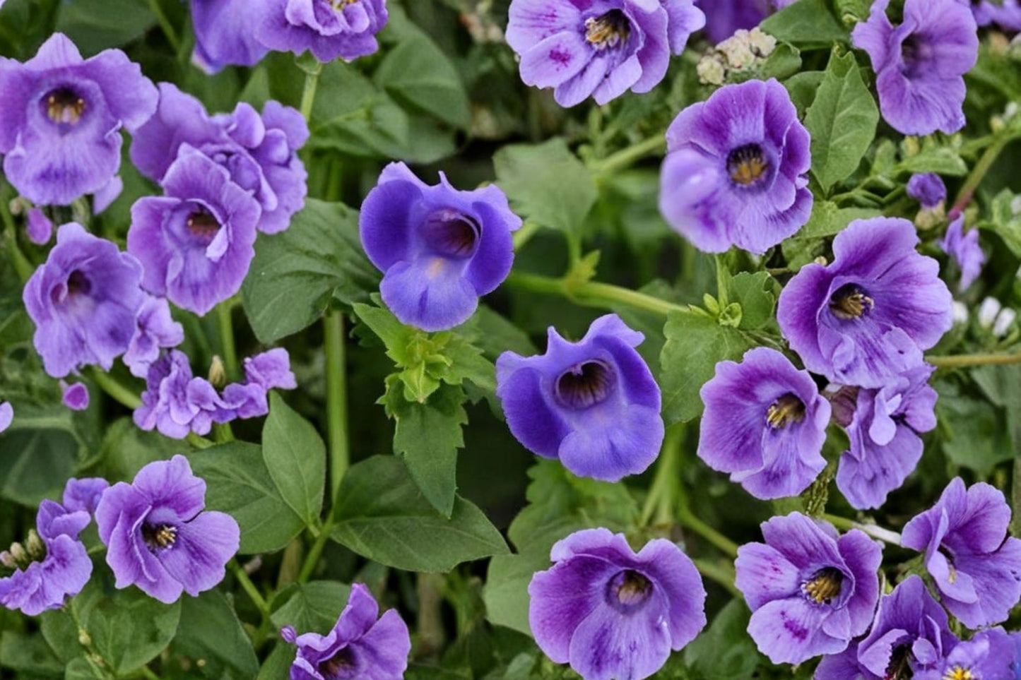 Torenia Summer Wave Large Blue Live Plug Plant – 1–3" Tall – Trailing Wishbone Flower