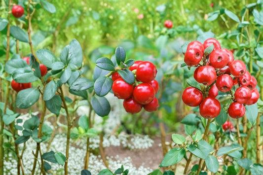 Cranberry Plant 1 Live Plant – 3-Inch Pot – Vaccinium macrocarpon