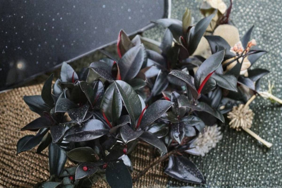 Burgundy Rubber Tree Live Plant | Ficus elastica | India Rubber Plant | Dark Leaf Houseplant | 2.5 Inch Pot | Indoor Plant