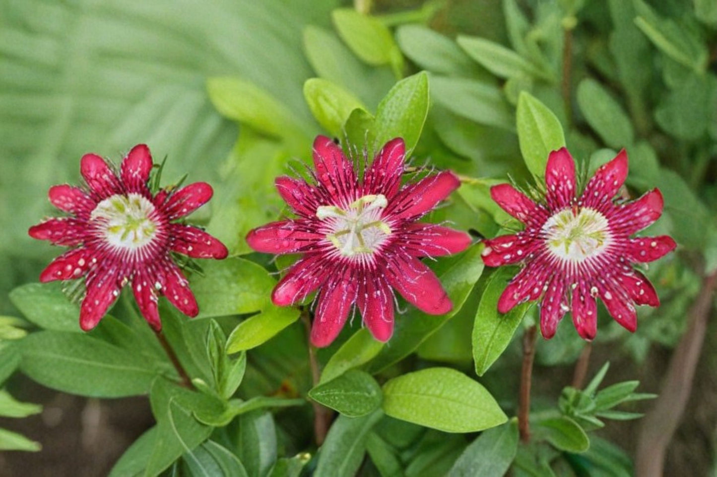 Lady Margaret Passion Flower Live Plant – Red Burgundy Passiflora Vine