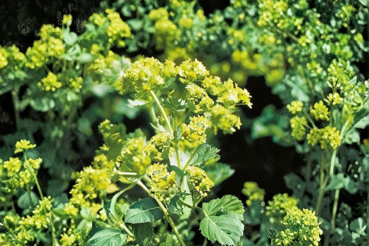 Alchemilla 'Thriller' Live Plant | Well-Rooted Plug | 2-4 Inch Starter Plant | Lady's Mantle Perennial | Garden Border Plant | Live Plug