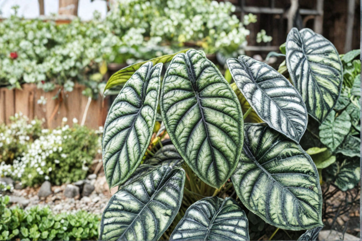2 Alocasia Dragon Scale Live Plants | Alocasia baginda 'Dragon Scale' | 4-6 Inch Starter Plants | Tropical Aroid Houseplant | No Pot