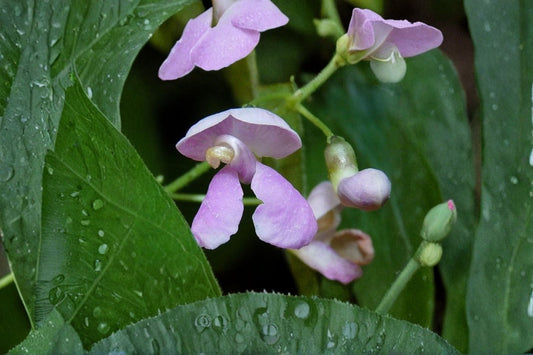 Wild Kidney Bean Seeds Phaseolus polystachios Native Climbing Vine Seeds Perennial Garden Planting 5 Seeds