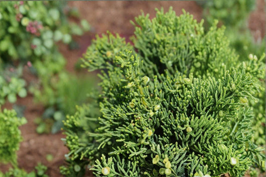 Hollywood Juniper 1 Plant – Juniperus chinensis