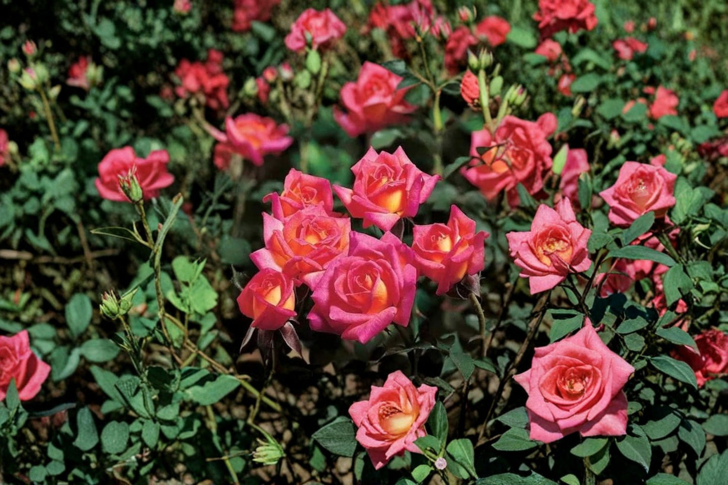 Hot Tamale Miniature Rose Live Rooted Plant – 4" Pot – Rosa 'Hot Tamale'