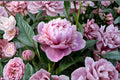 Chinese Herbaceous Peony Seeds Paeonia lactiflora Garden Peony Flower Seeds Perennial Planting 5 Seeds